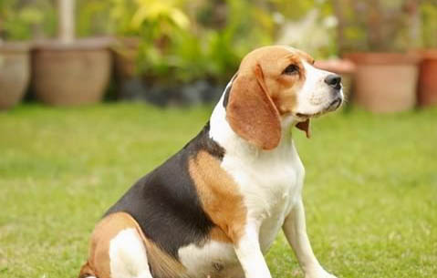 小型犬有哪些?