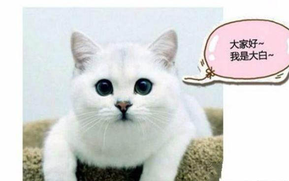 小貓口吐白沫的原因及處理方法