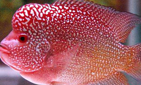 羅漢魚養(yǎng)什么顏色好看