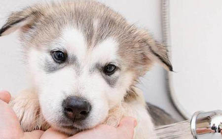 阿拉斯加幼犬發燒