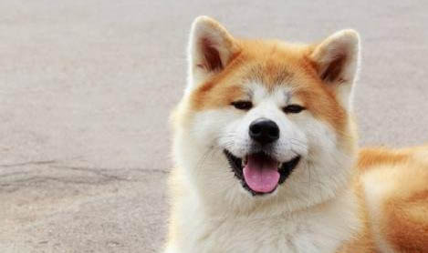 秋田犬和柴犬幼犬哪個好