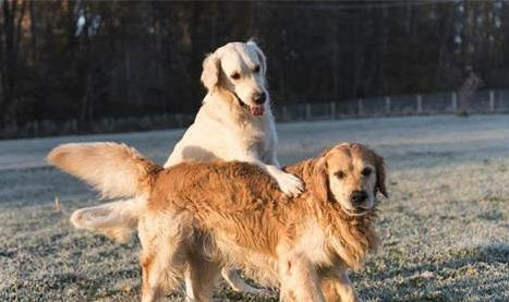 犬瘟多久會死亡?