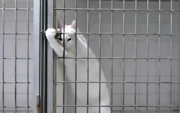 怎樣與貓咪培養感情