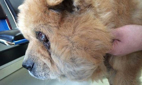 松獅犬吐黃粘液的原因及處理方法