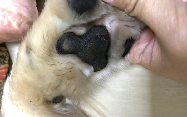 狗狗能吃石榴籽嗎