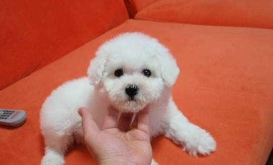 貴賓犬只吃飯不吃肉怎么辦?