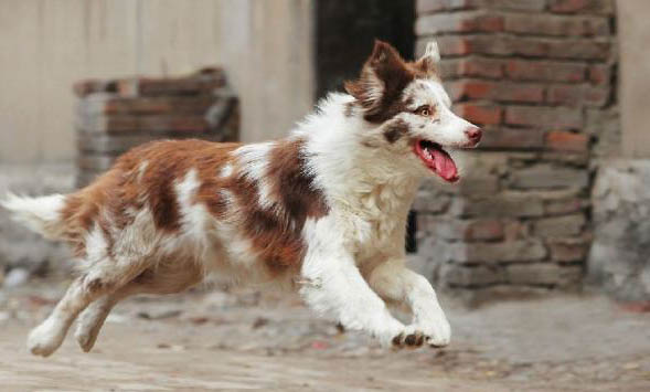 寵物犬有哪些品種