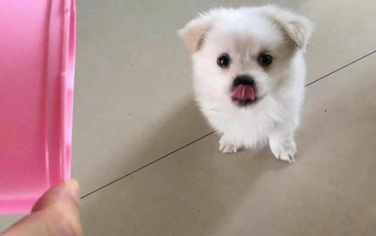 狗狗絕育手術(shù)是做還是不做