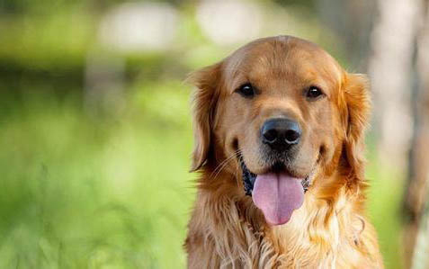 金毛犬腹部腫大,如何判斷是否腹水?
