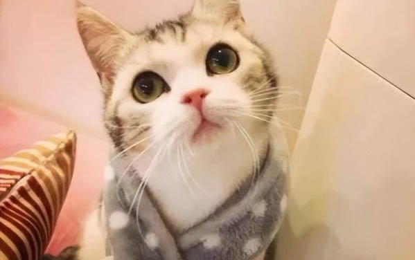 小貓貓?zhí)\多久可以好