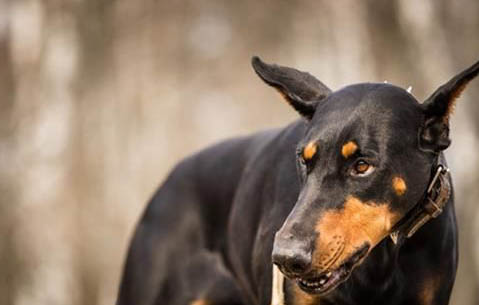 杜賓犬要綁立耳棒多長時(shí)間呢