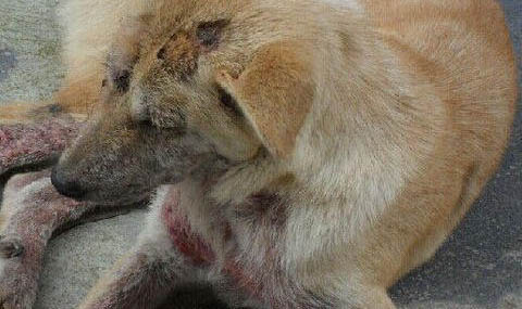 犬巴貝斯蟲病的診斷與治療方法