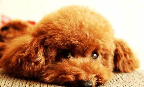 泰迪犬都有哪些優缺點