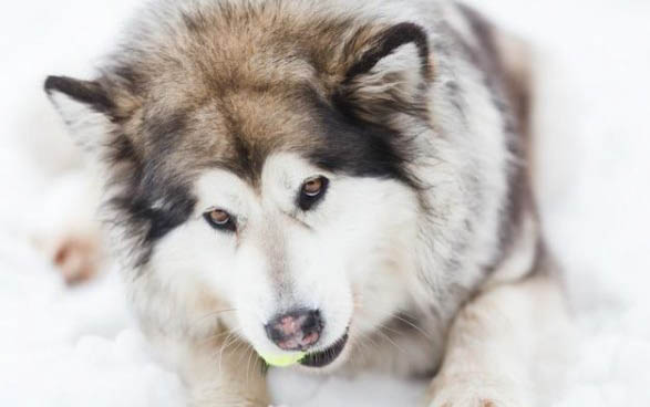 比熊成犬多久換一次狗糧啊