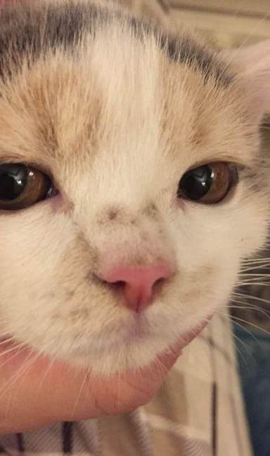 貓咪得寄生蟲有哪些癥狀