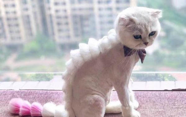 貓咪打噴嚏有黃鼻涕怎么回事