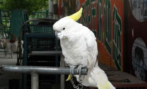 玄鳳鸚鵡雛鳥適宜溫度