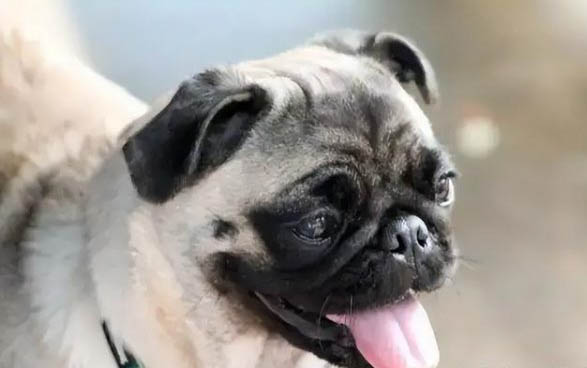 什么犬智商排第一
