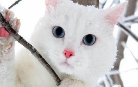 藍眼睛的狗