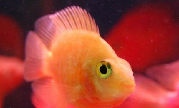養(yǎng)魚需要注意哪些事項(xiàng)