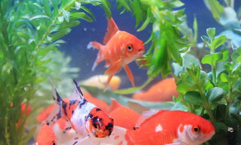 金魚需要天天換水嗎