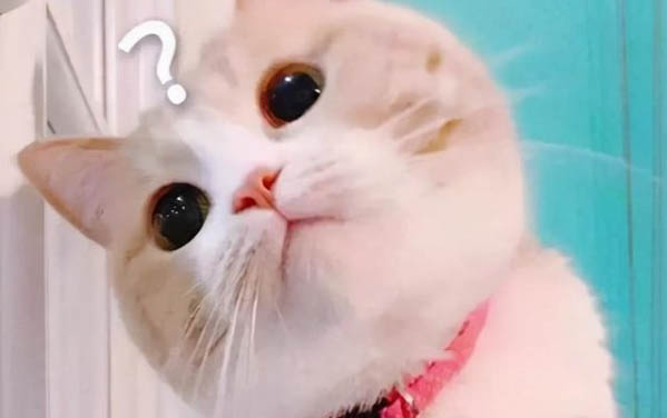 貓懷孕了多久生小貓