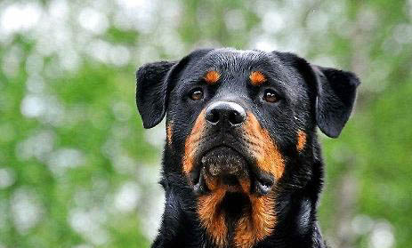 羅威納犬骨折癥狀有哪些