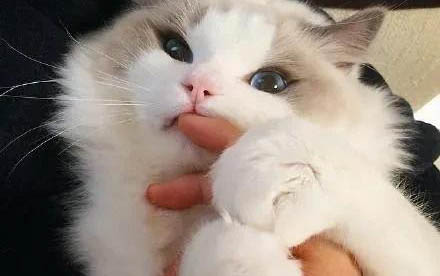 貓需要綁腿嗎