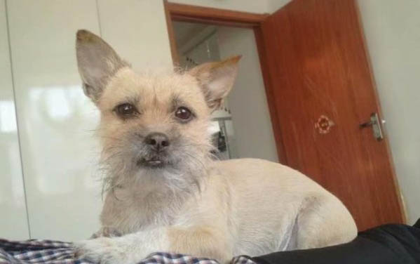 狗狗能不能喝牛奶