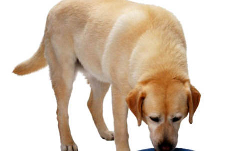 冠能成犬狗糧如何購買