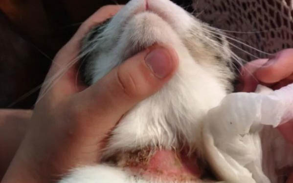貓耳朵冷正常嗎？
