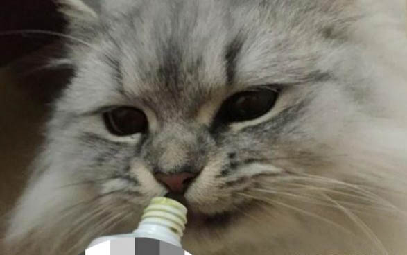 貓咪做絕育了還會亂尿嗎