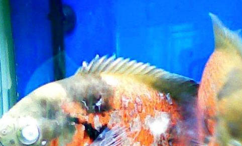 地圖魚會打架嗎?