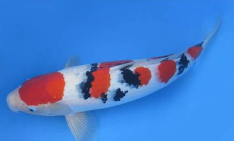 熱帶魚缸怎么養水