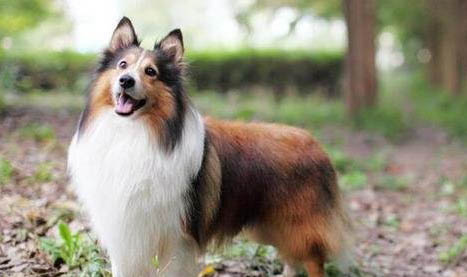 邊境牧羊犬真菌感染的原因