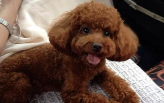 白色金毛犬價格小狗多少錢啊?