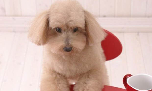 狗得了犬瘟能養多久