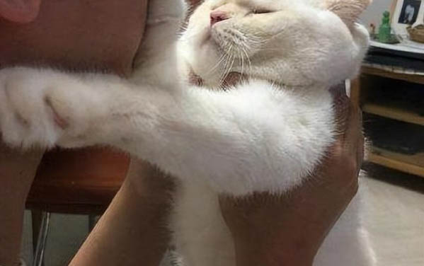 貓一到晚上就叫