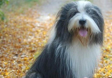澳大利亞牧羊犬骨折癥狀有哪些