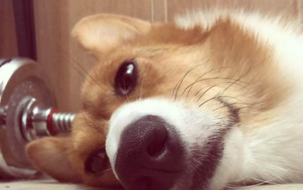 小狗能用的眼藥水
