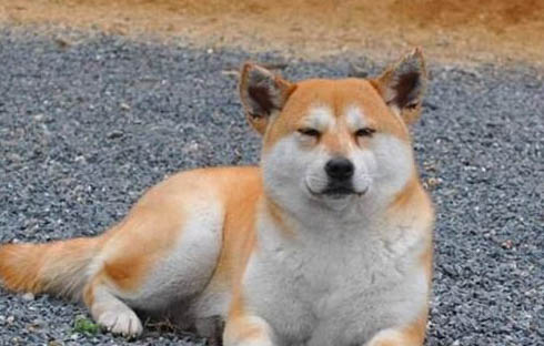 柴犬暈車多久能恢復(fù)