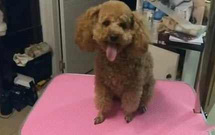 狗吃蟑螂藥會死嗎?