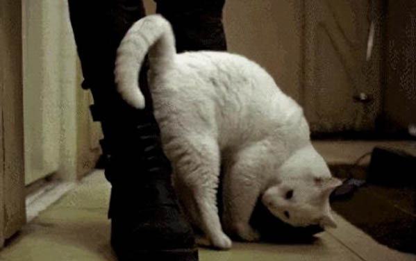 貓為什么會吐血?