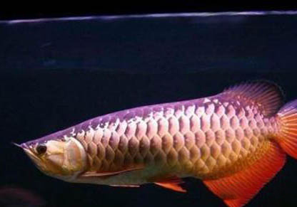 星點(diǎn)龍魚可以和鸚鵡魚混養(yǎng)么?