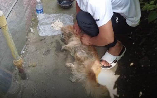 為什么我的三個月大的狗狗不吃飯呢