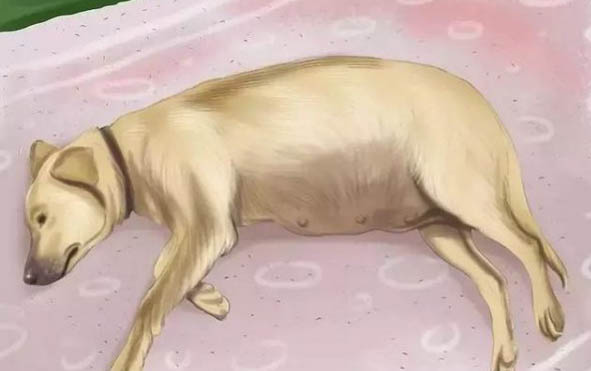 狗狗拉肚子可以吃什么藥