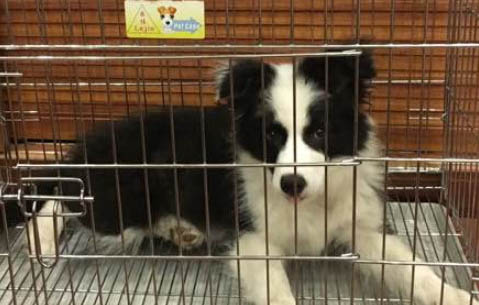 狗狗絕育后蛋蛋腫了怎么辦？