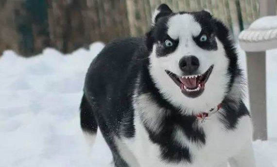 狗狗懷孕了吃什么好
