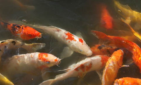 錦鯉缸里能養什么水草