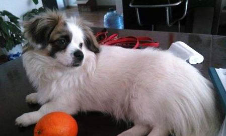 蝴蝶犬為什么喜歡咬主人